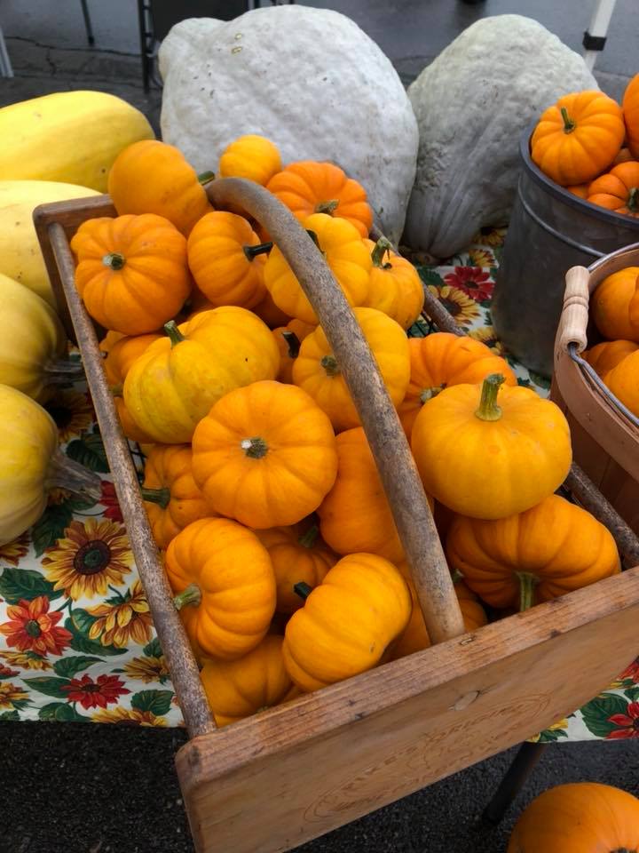 mini pumpkins